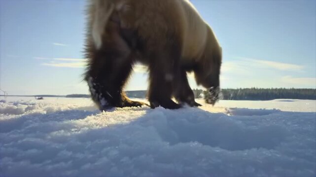 low angle view of wolverine trotting across snowy surface in Finland toward camera before shifting direction, sunlight reflecting on ice crystals, capturing wild behavior, winter landscape