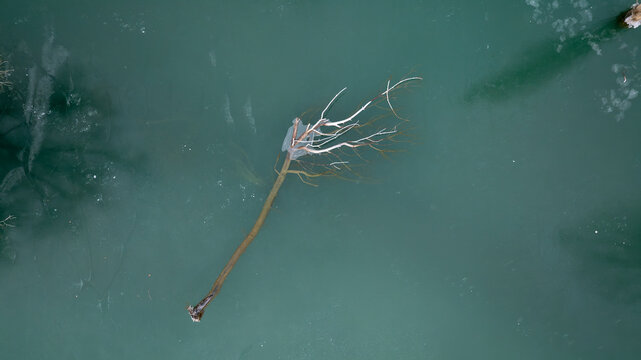 Solitary frozen branch in emerald winter waters from above