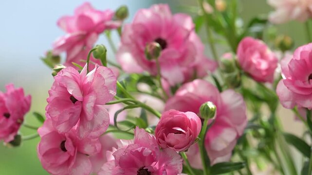 Close up of Pink Butterfly Ranunculus Hera Flowers on Green Background