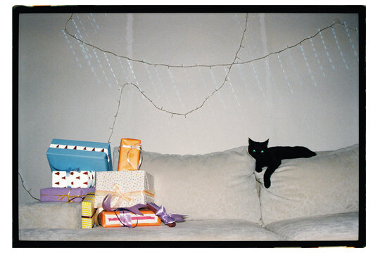 Cat rests beside colorful gift boxes on the couch
