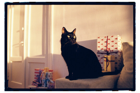 Cat sitting on a couch next to wrapped gifts