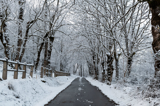 Scenic snowy forest road 
