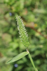 Fototapeta premium Phalaris minor, little-seed canary grass or lesser canary grass