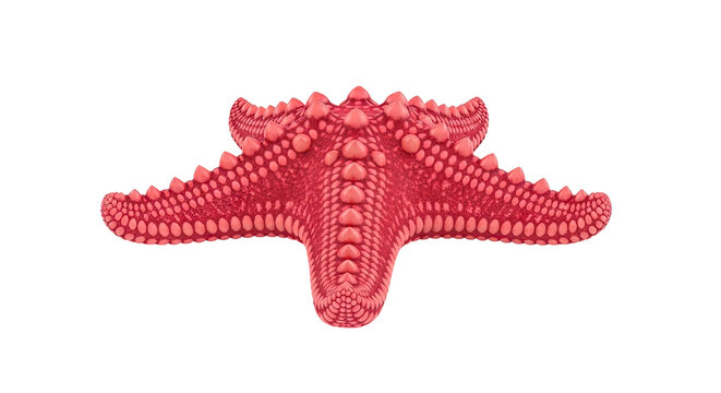 Red Starfish with Spikes and Papillae