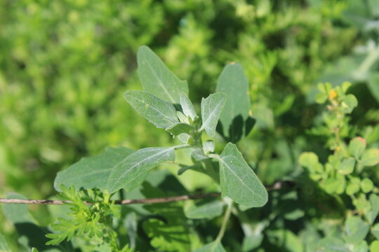 Chenopodium album, Lambsquarters, Fat Hen, or White Goosefoot