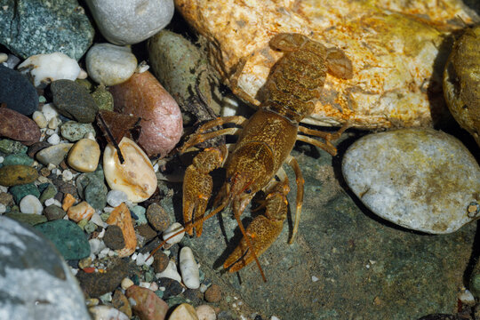River crayfish