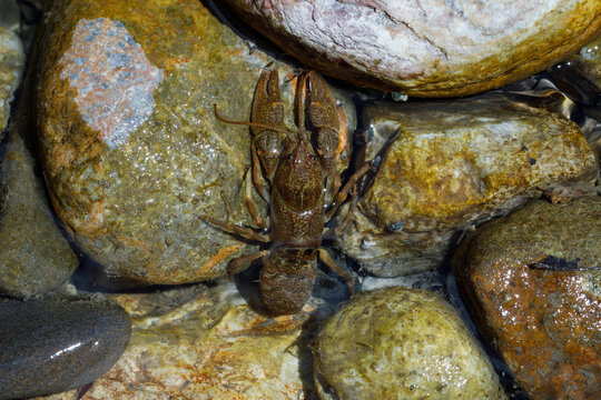 River crayfish