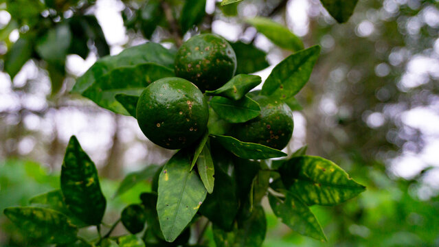 Photo of a collection of green oranges hanging from tree trunks in a backyard garden