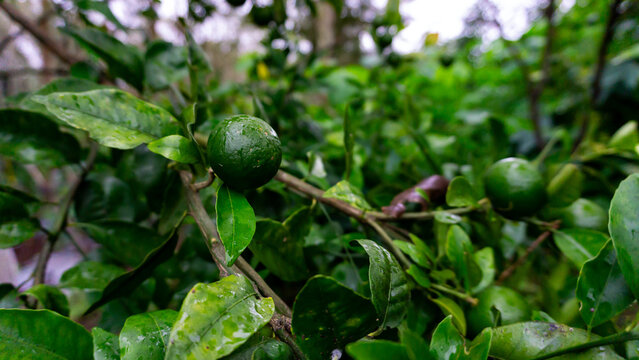Photo of a collection of green oranges hanging from tree trunks in a backyard garden