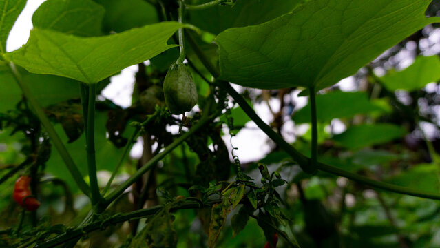 Close up photo of young labu siam or chayote pumpkin hanging from a stalk. It is a climbing plant whose fruit and leaves can be eaten as vegetables.