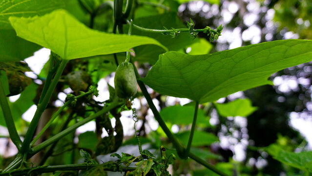 Close up photo of young labu siam or chayote pumpkin hanging from a stalk. It is a climbing plant whose fruit and leaves can be eaten as vegetables.