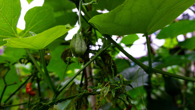 Close up photo of young labu siam or chayote pumpkin hanging from a stalk. It is a climbing plant whose fruit and leaves can be eaten as vegetables.