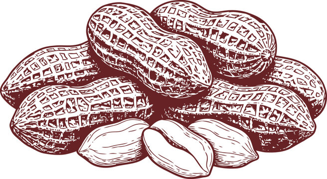 Hand-Drawn Peanuts with Shell and Kernel Detailed Engraved Illustration