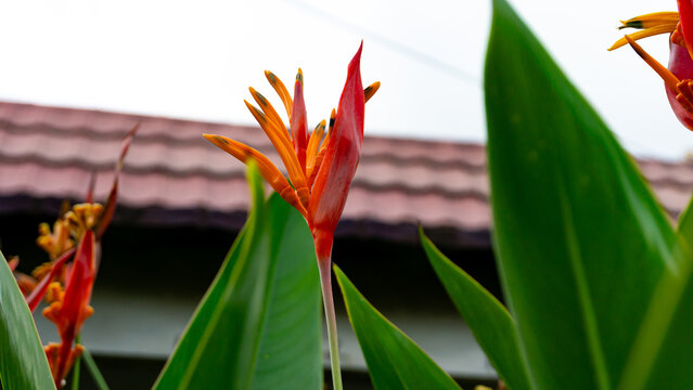 Close-up photo of Heliconia psittacorum (Heliconia psittacorum webus), a species of flowering ornamental plant, is a plant that is able to absorb various pollutants such as carbon monoxide