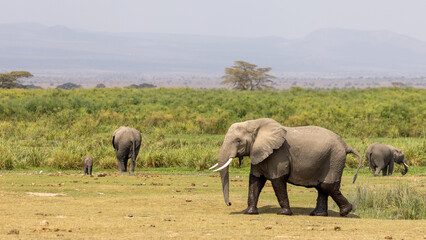 Fototapeta premium Male African Elephant Bull in Amboseli National Park in Kenya Africa KEN