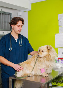 A veterinarian examines a dog in a pet clinic.