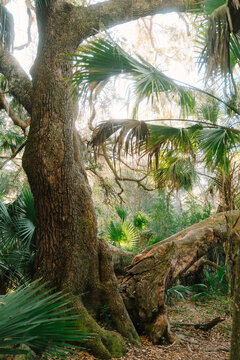 Forest in Paynes Prairie State Park Gainesville, Florida