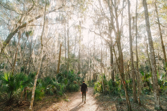 Bolens Bluff Forest Trail Gainesville, Florida