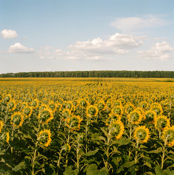 Endless Sunflower Field Under Summer Sky