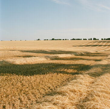 Golden Harvest Field with Long Evening Shadows