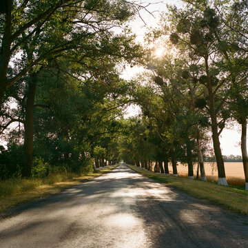Tree Lined Country Road in Warm Sunlight