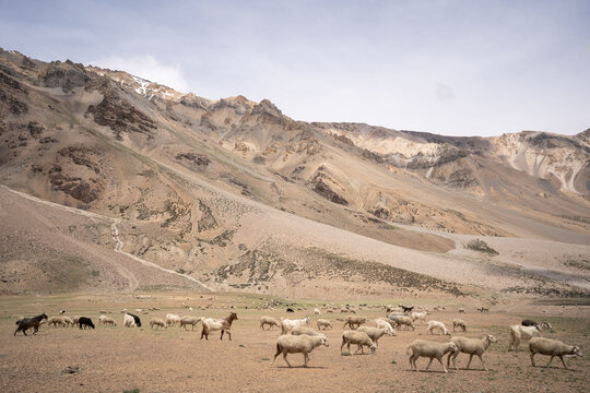 Livestock Herd Grazing on the Arid Himalayas