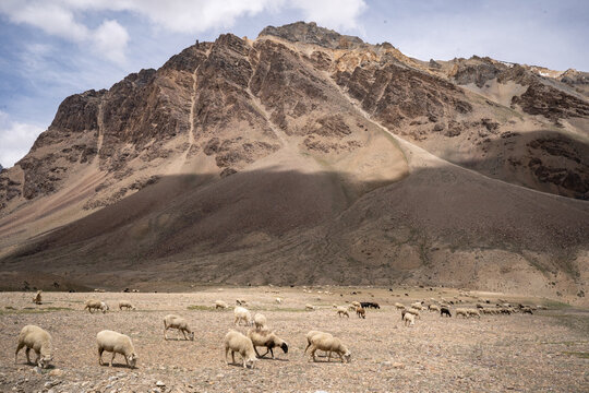 Livestock Herd Grazing on the Arid Himalayas