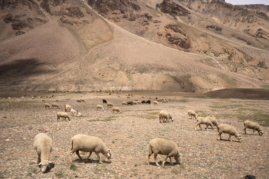 Livestock Herd Grazing on the Arid Himalayas
