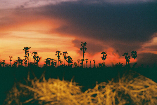 Palm Tree Silhouettes at Sunset in Rural Landscape