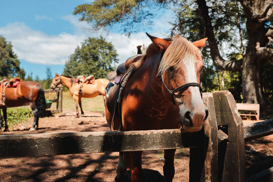 Horses Waiting in Paddock
