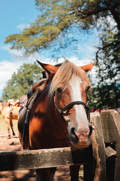 Saddled Horse Standing by Rustic Fence