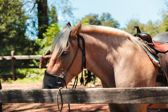 Close Up Saddled Horse