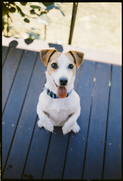 Jack Russel Dog Sitting on a Porch With a Happy Expression