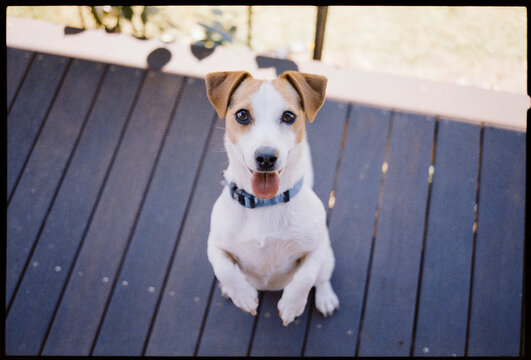 Jack Russell dog on Wooden Porch Looking up at Owner