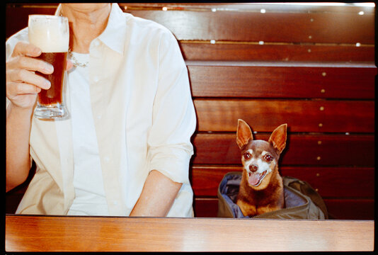 Dog Sits in Bag While Person Enjoys Drink at Bar