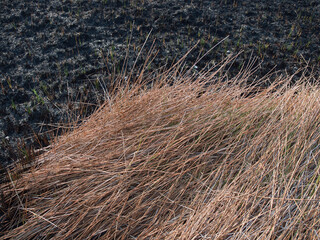Fototapeta premium The grasslands were burned by fire during the summer.