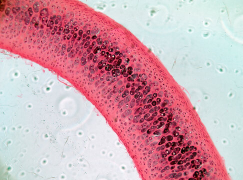 Hyaline Cartilage Section