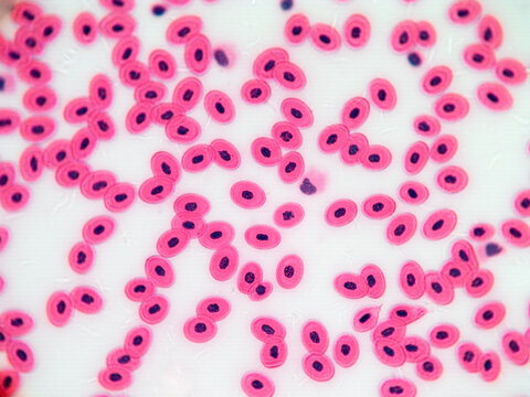 Frog Blood Cell Micrograph