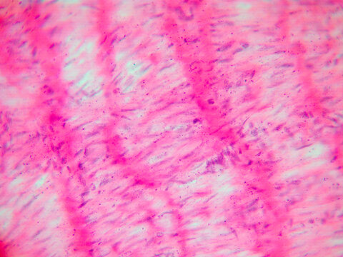 Smooth Muscle Tissue Micrograph