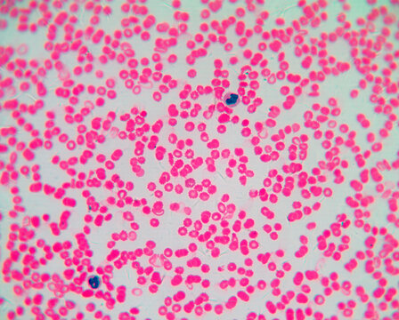 Human Blood Smear Micrograph