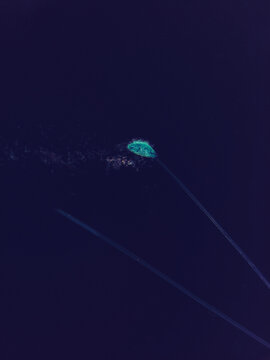 Mold Spore Fluorescence Micrograph