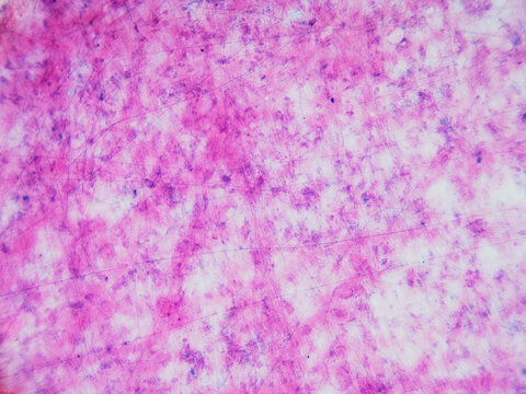 Loose Connective Tissue Micrograph