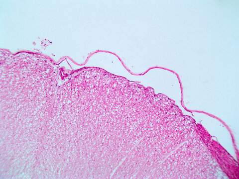 Cerebral Cortex Histology Micrograph