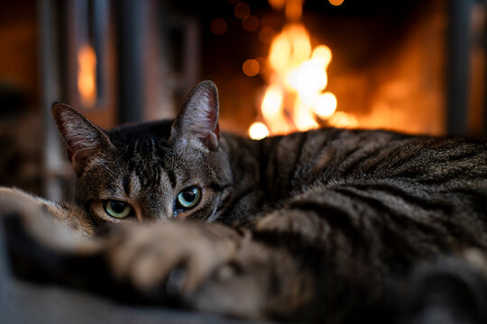 Shy cute cat lying by the fireplace