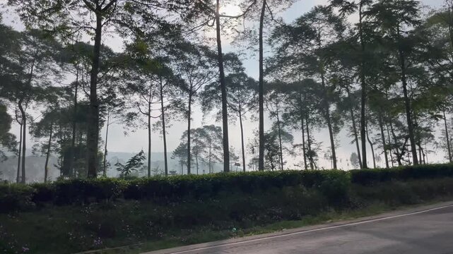 Tall trees line the roadside with lush greenery on a sunny day near IMG 3051