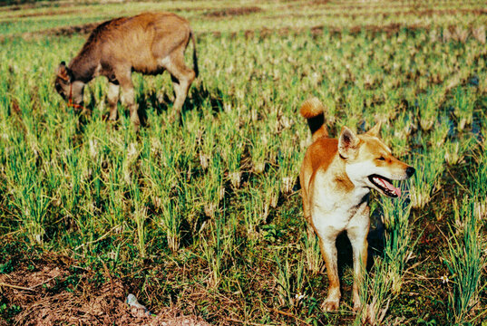 Dog and Buffalo in the Rice Field