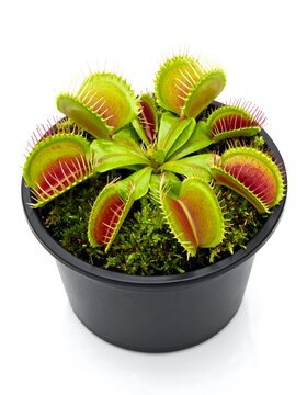 Venus flytrap in a pot plant.