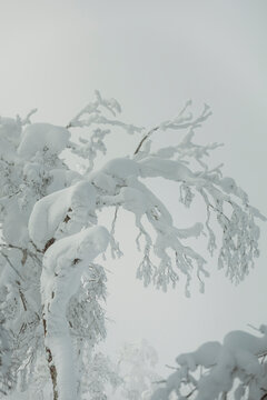 Frozen tree