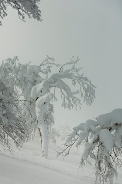 Frozen tree