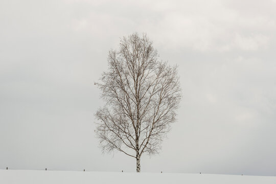 Lone Quiet Tree in Winter Landscape